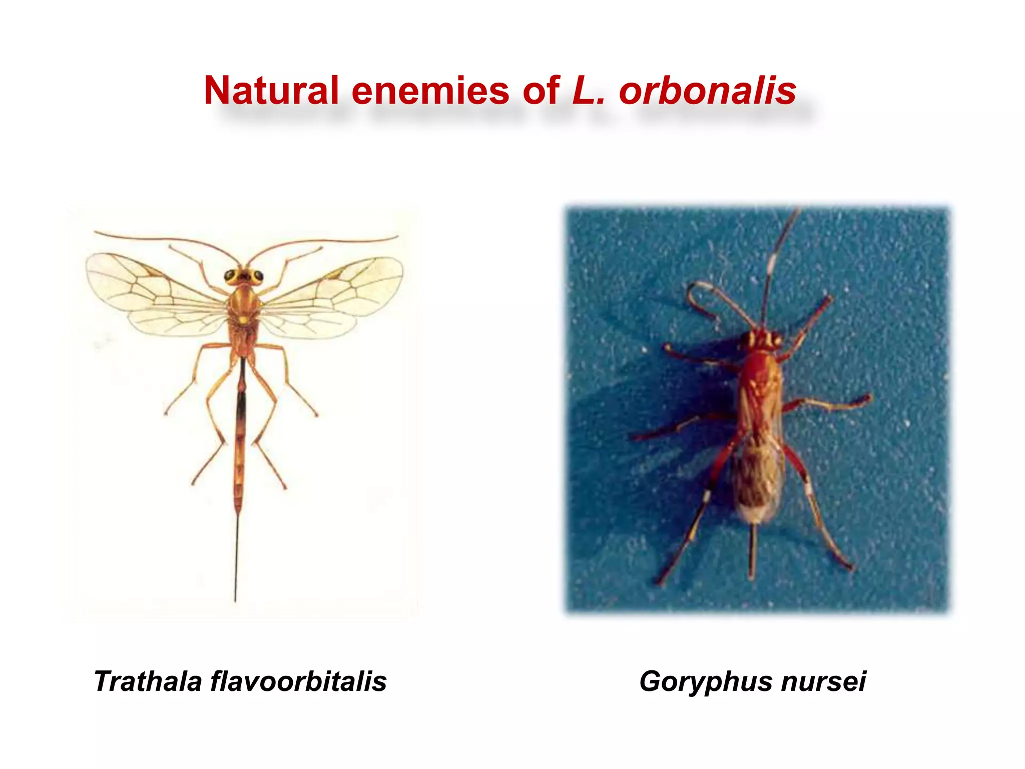 Insect pest management in vegetable crops PPT