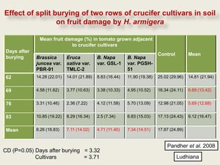 Effect of split burying of two rows of crucifer cultivars in soil
                 on fruit damage by H. armigera

               Mean fruit damage (%) in tomato grown adjacent
                            to crucifer cultivars
 Days after
                                                                             Control         Mean
 burying      Brassica        Eruca           B. Napa        B. Napa
              juncea var.     sativa var.     var. GSL-1     var. PGSH-
              PBR-91          TMLC-2                         51
 62           14.28 (22.01)   14.01 (21.89)   8.83 (16.44)   11.90 (19.38)   25.02 (29.96)   14.81 (21.94)


 69           4.58 (11.62)    3.77 (10.63)    3.38 (10.33)   4.95 (10.52)    16.34 (24.11)   6.69 (13.42)


 76           3.31 (10.46)    2.36 (7.22)     4.12 (11.58)   5.70 (13.09)    12.98 (21.05)   5.69 (12.68)


 83           10.85 (19.22)   8.29 (16.34)    2.5 (7.34)     6.83 (15.03)    17.13 (24.43)   9.12 (16.47)


 Mean         8.26 (18.83)    7.11 (14.02)    4.71 (11.40)   7.34 (14.51)    17.87 (24.89)


                                                                                 Pandher et al. 2008
CD (P=0.05) Days after burying = 3.32
            Cultivars          = 3.71                                                  Ludhiana
 