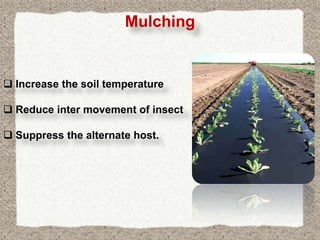 Mulching


 Increase the soil temperature

 Reduce inter movement of insect

 Suppress the alternate host.
 