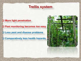 Trellis system


 More light penetration

 Pest monitoring becomes too easy

 Less pest and disease problems

 Comparatively less health hazards.
 