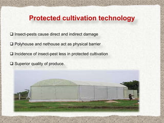 Protected cultivation technology

 Insect-pests cause direct and indirect damage

 Polyhouse and nethouse act as physical barrier

 Incidence of insect-pest less in protected cultivation

 Superior quality of produce.
 