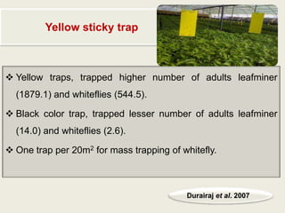 Yellow sticky trap



 Yellow traps, trapped higher number of adults leafminer
  (1879.1) and whiteflies (544.5).

 Black color trap, trapped lesser number of adults leafminer
  (14.0) and whiteflies (2.6).

 One trap per 20m2 for mass trapping of whitefly.



                                          Durairaj et al. 2007
 