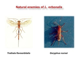 Natural enemies of L. orbonalis




Trathala flavoorbitalis       Goryphus nursei
 
