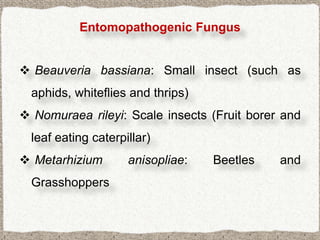 Entomopathogenic Fungus


 Beauveria bassiana: Small insect (such as
  aphids, whiteflies and thrips)
 Nomuraea rileyi: Scale insects (Fruit borer and
  leaf eating caterpillar)
 Metarhizium        anisopliae:   Beetles   and
  Grasshoppers
 