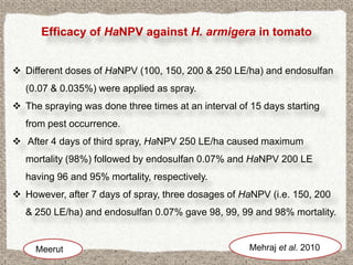 Efficacy of HaNPV against H. armigera in tomato


 Different doses of HaNPV (100, 150, 200 & 250 LE/ha) and endosulfan
   (0.07 & 0.035%) were applied as spray.
 The spraying was done three times at an interval of 15 days starting
   from pest occurrence.
 After 4 days of third spray, HaNPV 250 LE/ha caused maximum
   mortality (98%) followed by endosulfan 0.07% and HaNPV 200 LE
   having 96 and 95% mortality, respectively.
 However, after 7 days of spray, three dosages of HaNPV (i.e. 150, 200
   & 250 LE/ha) and endosulfan 0.07% gave 98, 99, 99 and 98% mortality.


     Meerut                                           Mehraj et al. 2010
 