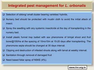 Integrated pest management for L. orbonalis

 Selection of oblong/ small cluster bearing varieties/ hybrids.

 Nursery bed should be protected with muslin cloth to avoid the initial attack of
   insect.

 Spray the seedling with any systemic insecticide at the day of transplanting in the
   nursery bed.

 Install plastic funnel trap baited with sex pheromone of brinjal shoot and fruit
   borer@100/ha at the spacing of 10mx10m at 15-20 days after transplanting. The
   pheromone septa should be changed at 30 days interval.

 Clipping and destruction of infested shoots along with larval at weekly interval.

 Sanitation through removal of damaged fruit

 Need based foliar spray of NSKE (4%).


                                                                   www.iivr.org.in
 
