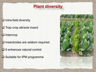 Plant diversity


 Intra-field diversity

 Trap crop attracts insect

 Intercrop

 Insecticides are seldom required

 It enhances natural control

 Suitable for IPM programme
 