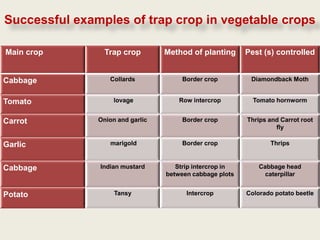 Successful examples of trap crop in vegetable crops

Main crop        Trap crop        Method of planting      Pest (s) controlled


Cabbage           Collards             Border crop         Diamondback Moth


Tomato              lovage            Row intercrop         Tomato hornworm


Carrot         Onion and garlic        Border crop        Thrips and Carrot root
                                                                   fly

Garlic            marigold             Border crop               Thrips



Cabbage        Indian mustard        Strip intercrop in       Cabbage head
                                  between cabbage plots         caterpillar


Potato              Tansy               Intercrop         Colorado potato beetle
 