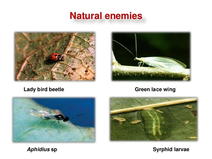 Insect pest management in vegetable crops