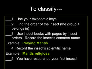 Insect Pinning | PPT