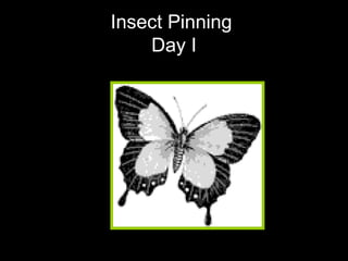 Insect Pinning  Day I 
