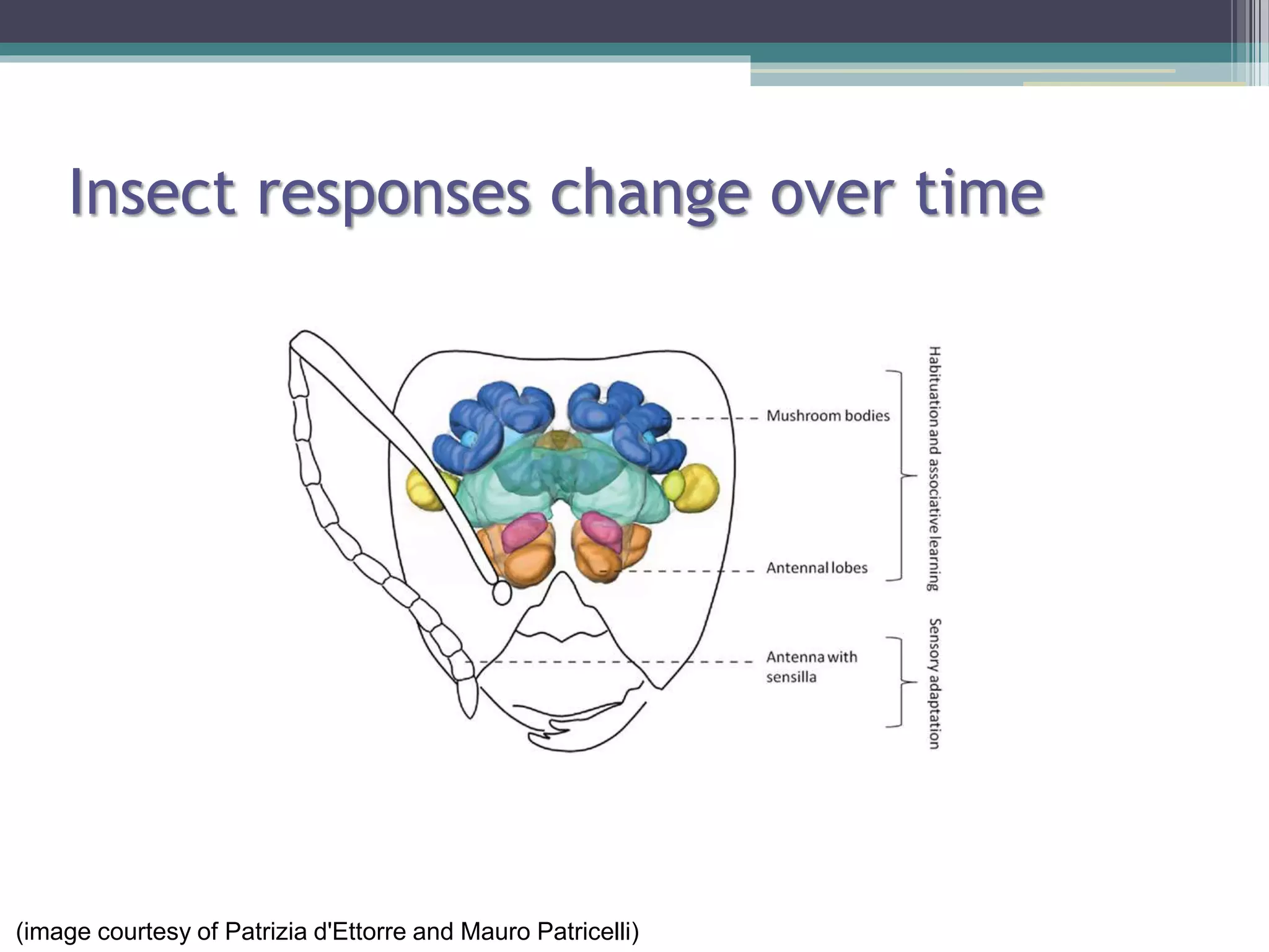 Insect plant interactions | PPTX