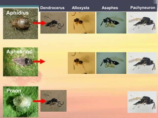Insect plant interactions | PPTX
