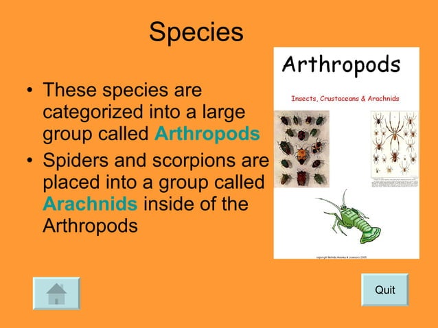 Insects Powerpoint | PPT