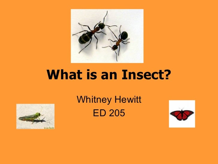 Insects Powerpoint