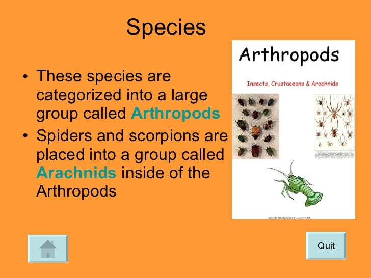 characteristics of flies Fruit fly behavior fruit fly populations can be a problem in restaurants, homes, supermarkets, food plants some characteristics of fruit flies. characteristics of flies Fruit fly behavior fruit fly populations can be a problem in restaurants, homes, supermarkets, food plants some characteristics of fruit flies.