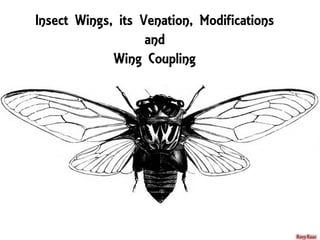 Insect Wings, its Venation, Modifications
and
Wing Coupling
RavyRaaz
 
