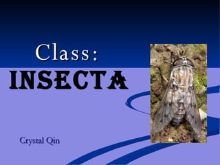 Class:   Insecta Crystal Qin 