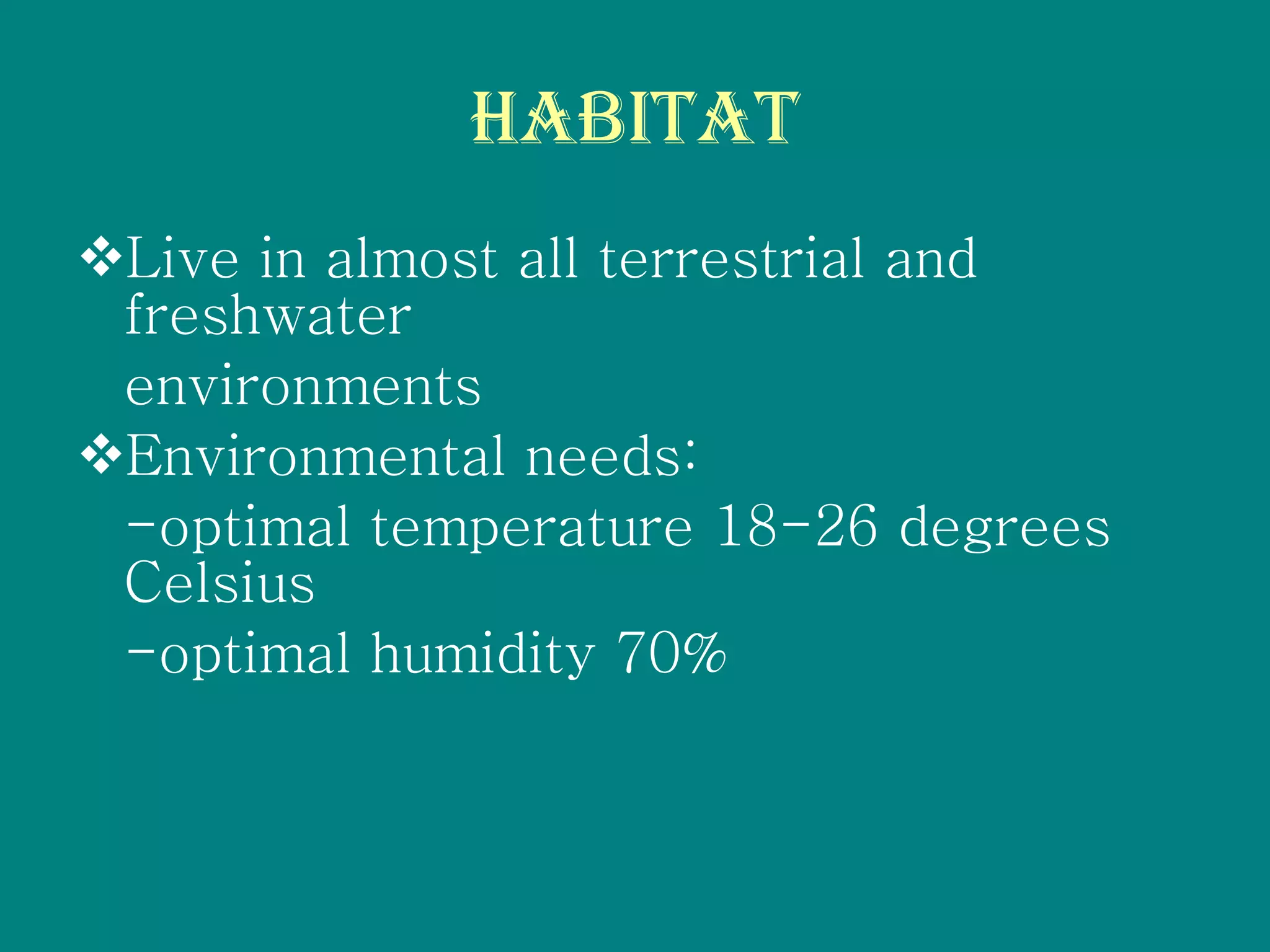 Insecta PPT
