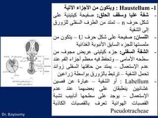 1-Haustellum:‫ويتكون‬‫من‬‫األجزاء‬‫اآلتية‬
-‫شفة‬‫عليا‬‫وسقف‬‫الحلق‬:‫صفيحة‬‫كيتينية‬‫على‬
‫شكل‬‫حرف‬n–‫تمتد‬‫من‬‫الطرف‬‫السفلى‬‫للزور‬‫ق‬
‫إلى‬‫الشفية‬
-‫اللسان‬:‫صفيحة‬‫على‬‫شكل‬‫حرف‬U–‫يتكون‬‫من‬
‫ملمستها‬‫للجزء‬‫السابق‬‫األنبوبة‬‫الغذائية‬
-‫الشفة‬‫السفلى‬:‫جزء‬‫كيتينى‬‫عريض‬‫مجوف‬‫من‬
‫سطحه‬‫األمامى‬–‫وتحفظ‬‫فيه‬‫معظم‬‫أجزاء‬‫الفم‬‫ع‬‫ند‬
‫عدم‬‫اإلستعمال‬–‫يمتد‬‫من‬‫حافتها‬‫السفلى‬‫زوا‬‫ئد‬
‫تحمل‬‫الشفية‬–‫ترتبط‬‫بالزورق‬‫بواسطة‬‫زر‬‫اعين‬
-Labellum:‫أو‬‫الشفية‬–‫عبارة‬‫عن‬‫فصين‬
‫غشائيين‬‫ينطبقان‬‫على‬‫بعضهما‬‫عند‬‫عدم‬
‫اإلستعمال‬–‫يوجد‬‫على‬‫سطحها‬‫أنابيب‬‫تشبة‬
‫القصبات‬‫الهوائية‬‫تعرف‬‫بالقصبات‬‫الكاذب‬‫ة‬
Pseudotracheae
 