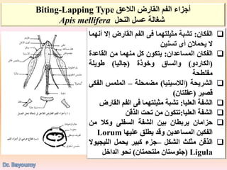 ‫الفكان‬:‫تشبة‬‫مثيلتهما‬‫فى‬‫الفم‬‫القارض‬‫إ‬‫ال‬‫أنهما‬
‫ال‬‫يحمالن‬‫أى‬‫تسنين‬
‫الفكان‬‫المساعدان‬:‫يتكون‬‫كل‬‫منهما‬‫من‬‫القاعد‬‫ة‬
(‫الكاردو‬)‫والساق‬‫وخوذة‬(‫جاليا‬)‫طويلة‬
‫مفلطحة‬
‫الشريحة‬(‫الالسينيا‬)‫مضمحلة‬–‫الملمس‬‫الف‬‫كى‬
‫قصير‬(‫عقلتان‬)
‫الشفة‬‫العليا‬:‫تشبة‬‫مثيلتهما‬‫فى‬‫الفم‬‫الق‬‫ارض‬
‫الشفة‬‫العليا‬:‫تتكون‬‫من‬‫تحت‬‫الذقن‬
‫حزامان‬‫يربطان‬‫بين‬‫الشفة‬‫السفلى‬‫وكال‬‫من‬
‫الفكين‬‫المساعدين‬‫وقد‬‫يطلق‬‫عليها‬Lorum
‫الذقن‬‫مثلث‬‫الشكل‬–‫جزء‬‫كبير‬‫يحمل‬‫الليجي‬‫وال‬
Ligula(‫جلوستان‬‫ملتحمتان‬)‫نحو‬‫الداخل‬
ً‫أجزاء‬ً‫الفمًالقارضًالالعق‬Biting-Lapping Type
ً‫شغالةًعسلًالنحل‬Apis mellifera
 