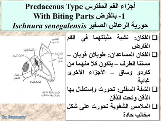 ‫الفكان‬:‫تشبة‬‫مثيلتهما‬‫فى‬‫الفم‬
‫القارض‬
‫الفكان‬‫المساعدان‬:‫طويالن‬‫قويان‬–
‫مسننا‬‫الطرف‬–‫يتكون‬‫كال‬‫منهما‬‫م‬‫ن‬
‫كاردو‬‫وساق‬–‫األجزاء‬‫األخرى‬
‫غائبة‬
‫الشفة‬‫السفلى‬:‫تحورت‬‫وإستطال‬‫بها‬
‫الذقن‬‫وتحت‬‫الذقن‬
‫المالمس‬‫الشفوية‬‫تحورت‬‫على‬‫شك‬‫ل‬
‫مخالب‬‫حادة‬
ً‫أجزاء‬ً‫الفمًالمفترس‬Predaceous Type
1-ً‫بالقرض‬With Biting Parts
ً‫حوريةًالرعاشًالصغير‬Ischnura senegalensis
 