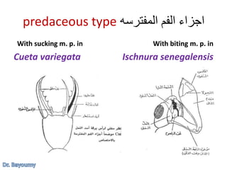 ‫المفترسه‬ ‫الفم‬ ‫اجزاء‬predaceous type
With sucking m. p. in
Cueta variegata
With biting m. p. in
Ischnura senegalensis
 