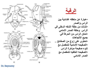 ‫الرقبة‬
•‫بين‬ ‫غشائية‬ ‫منطقه‬ ‫عن‬ ‫عبارة‬
‫والصدر‬ ‫الراس‬
•‫السفلى‬ ‫الشفه‬ ‫حلقة‬ ‫من‬ ‫نشأت‬‫في‬
‫االمامي‬ ‫الصدر‬ ‫وحلقة‬ ‫الرأس‬
•‫في‬ ‫الحركة‬ ‫من‬ ‫الراس‬ ‫تمكن‬
‫االتجاهات‬ ‫جميع‬
•‫من‬ ‫زوج‬ ‫على‬ ‫تحتوي‬‫الصفائح‬..
•‫م‬ ‫تتمفصل‬ ‫االمامية‬ ‫الصفيحه‬‫ع‬
‫الراس‬ ‫مؤخرة‬ ‫صفيحة‬ ‫نتوء‬
•‫الخلفيه‬ ‫الصفيحه‬‫تتمفصل‬‫مع‬
‫االمامي‬ ‫الصدر‬
 