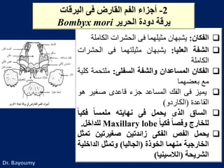 ‫الفكان‬:‫يشبهان‬‫مثيلهما‬‫فى‬‫الحشرات‬‫الكام‬‫لة‬
‫الشفة‬‫العليا‬:‫يشبهان‬‫مثيلتهما‬‫فى‬‫الحش‬‫رات‬
‫الكاملة‬
‫الفكان‬‫المساعدان‬‫والشفة‬‫السفلى‬:‫ملتحمة‬‫كلية‬
‫مع‬‫بعضهما‬
‫يميز‬‫فى‬‫الفك‬‫المساعد‬‫جزء‬‫قاعدى‬‫صغير‬‫ه‬‫و‬
‫القاعدة‬(‫الكاردو‬)
‫الساق‬‫الذى‬‫يحمل‬‫فى‬‫نهايته‬ً‫ملمسا‬ً‫فكيا‬
‫للخارج‬ً‫وفصا‬ً‫فكيا‬Maxillary lobe‫للداخل‬.
‫يحمل‬‫الفص‬‫الفكى‬‫زائدتين‬‫صغيرتين‬‫تم‬‫ثل‬
‫الخارجية‬‫منهما‬‫الخوذة‬(‫الجاليا‬)‫وتمثل‬‫الداخل‬‫ية‬
‫الشريحة‬(‫الالسينيا‬)
2-‫أجزاءًالفمًالقارضًفىًاليرقات‬
ً‫يرقةًدودةًالحرير‬Bombyx mori
 