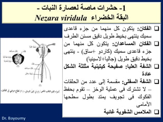 ‫الفكان‬:‫يتكون‬‫كل‬‫منهما‬‫من‬‫جزء‬‫قاعدى‬
‫سميك‬‫ينتهى‬‫بخيط‬‫طويل‬‫دقيق‬‫مسنن‬‫ا‬‫لطرف‬
‫الفكان‬‫المساعدان‬:‫يتكون‬‫كل‬‫منهما‬‫من‬
‫جزء‬‫قاعدى‬‫سميك‬(‫كاردو‬+‫ساق‬)-‫ينتهى‬
‫بخيط‬‫دقيق‬‫طويل‬(‫جاليا‬+‫السينيا‬)
‫الشفة‬‫العليا‬:‫صفيحة‬‫كيتينية‬‫مثلث‬‫ة‬‫الشكل‬
‫عادة‬
‫الشفة‬‫السفلى‬:‫مقسمة‬‫إلى‬‫عدد‬‫من‬‫الحلق‬‫ات‬
–‫ال‬‫تشترك‬‫فى‬‫عملية‬‫الوخز‬–‫تقوم‬‫ب‬‫حفظ‬
‫الفكوك‬‫فى‬‫تجويف‬‫يمتد‬‫بطول‬‫سطحها‬
‫األمامى‬
‫المالمس‬‫الشفوية‬‫غائبة‬
1-ً‫حشراتًماصةًلعصارةًالنبات‬-
ًً‫البقةًالخضراء‬Nezara viridula
 