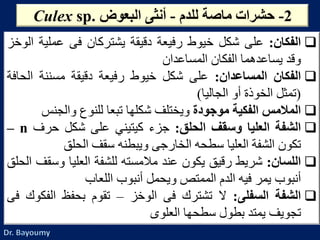 ‫الفكان‬:‫على‬‫شكل‬‫خيوط‬‫رفيعة‬‫دقيقة‬‫يشتركان‬‫فى‬‫عملي‬‫ة‬‫الوخز‬
‫وقد‬‫يساعدهما‬‫الفكان‬‫المساعدان‬
‫الفكان‬‫المساعدان‬:‫على‬‫شكل‬‫خيوط‬‫رفيعة‬‫دقيقة‬‫مسننة‬‫الح‬‫افة‬
(‫تمثل‬‫الخوذة‬‫أو‬‫الجاليا‬)
‫المالمس‬‫الفكية‬‫موجودة‬‫ويختلف‬‫شكلها‬‫تبعا‬‫للنوع‬‫والجنس‬
‫الشفة‬‫العليا‬‫وسقف‬‫الحلق‬:‫جزء‬‫كيتيني‬‫على‬‫شكل‬‫حرف‬n–
‫تكون‬‫الشفة‬‫العليا‬‫سطحه‬‫الخارجى‬‫ويبطنه‬‫سقف‬‫الحلق‬
‫اللسان‬:‫شريط‬‫رقيق‬‫يكون‬‫عند‬‫مالمسته‬‫للشفة‬‫العليا‬‫وس‬‫قف‬‫الحلق‬
‫أنبوب‬‫يمر‬‫فيه‬‫الدم‬‫الممتص‬‫ويحمل‬‫أنبوب‬‫اللعاب‬
‫الشفة‬‫السفلى‬:‫ال‬‫تشترك‬‫فى‬‫الوخز‬–‫تقوم‬‫بحفظ‬‫الفك‬‫وك‬‫فى‬
‫تجويف‬‫يمتد‬‫بطول‬‫سطحها‬‫العلوى‬
2-ً‫حشراتًماصةًللدم‬-ً‫أنثىًالبعوض‬Culex sp.
 