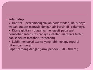  Pola hidup
• Habitat – perkembangbiakan pada wadah, khususnya
wadah buatan manusia dengan air bersih di dalamnya.
• Ritme gigitan – biasanya menggigit pada saat
perubahan intensitas cahaya (setelah matahari terbit
dan sebelum matahari terbenam)
• Lebih menyukai warna yang lebih gelap, seperti
hitam dan merah
Dapat terbang dengan jarak pendek ( 50 – 100 m )
 