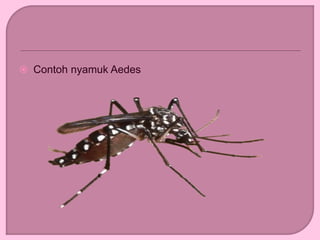  Contoh nyamuk Aedes
 