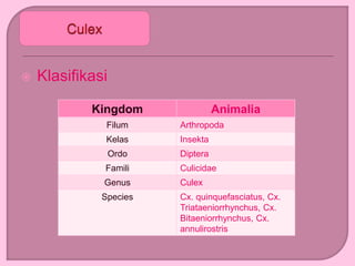  Klasifikasi
Kingdom Animalia
Filum Arthropoda
Kelas Insekta
Ordo Diptera
Famili Culicidae
Genus Culex
Species Cx. quinquefasciatus, Cx.
Triataeniorrhynchus, Cx.
Bitaeniorrhynchus, Cx.
annulirostris
 