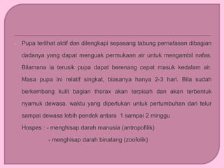  Pupa terlihat aktif dan dilengkapi sepasang tabung pernafasan dibagian
dadanya yang dapat menguak permukaan air untuk mengambil nafas.
Bilamana ia terusik pupa dapat berenang cepat masuk kedalam air.
Masa pupa ini relatif singkat, biasanya hanya 2-3 hari. Bila sudah
berkembang kulit bagian thorax akan terpisah dan akan terbentuk
nyamuk dewasa. waktu yang diperlukan untuk pertumbuhan dari telur
sampai dewasa lebih pendek antara 1 sampai 2 minggu
Hospes : - menghisap darah manusia (antropofilik)
- menghisap darah binatang (zoofolik)
 