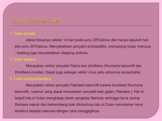 1. Culex tarsalis
siklus hidupnya sekitar 14 hari pada suhu 200Celcius dan hanya sepuluh hari
bila suhu 250Celcius. Menyebabkan penyakit enchepalitis, menyerang kuda/ manusia
, kadang juga menyebabkan sleeping sicknes.
2. Culex pipiens
Merupakan vektor penyakit Filaria dan dirofilaria (Wucheria bancrofti dan
Dirofilaria immitis). Dapat juga sebagai vektor virus yaitu arbovirus encephalitis
3. Culex quinquefasciatus
Merupakan vektor penyakit Filariasis bancrofti karena terinfeksi Wucheria
bancrofti. nyamuk yang dapat menularkan penyakit kaki gajah ( filariasis ). Hal ini
terjadi bila si Culex menghisap darah pengidap filariasis sehingga larva cacing
filariasis masuk dan berkembang biak ditubuhnya lalu si Culex menularkan larva
tersebut kepada manusia dengan cara menggigitnya.
 