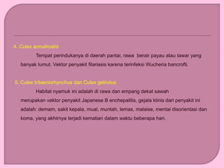 4. Culex annulirostis
Tempat perindukanya di daerah pantai, rawa berair payau atau tawar yang
banyak lumut. Vektor penyakit filariasis karena terinfeksi Wucheria bancrofti.
5. Culex tritaeniorhynchus dan Culex gelindus
Habitat nyamuk ini adalah di rawa dan empang dekat sawah
merupakan vektor penyakit Japanese B enchepalitis, gejala klinis dari penyakit ini
adalah: demam, sakit kepala, mual, muntah, lemas, malaise, mental disorientasi dan
koma, yang akhirnya terjadi kematian dalam waktu beberapa hari.
 