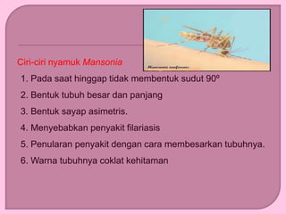 Ciri-ciri nyamuk Mansonia
1. Pada saat hinggap tidak membentuk sudut 90º
2. Bentuk tubuh besar dan panjang
3. Bentuk sayap asimetris.
4. Menyebabkan penyakit filariasis
5. Penularan penyakit dengan cara membesarkan tubuhnya.
6. Warna tubuhnya coklat kehitaman
 