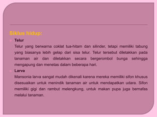 Siklus hidup:
 Telur
Telur yang berwarna coklat tua-hitam dan silinder, tetapi memiliki tabung
yang biasanya lebih gelap dari sisa telur. Telur tersebut diletakkan pada
tanaman air dan diletakkan secara bergerombol bunga sehingga
mengapung dan menetas dalam beberapa hari.
 Larva
Mansonia larva sangat mudah dikenali karena mereka memiliki sifon khusus
disesuaikan untuk menindik tanaman air untuk mendapatkan udara. Sifon
memiliki gigi dan rambut melengkung, untuk makan pupa juga bernafas
melalui tanaman.
 