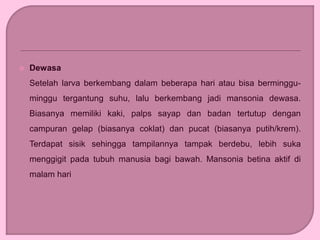  Dewasa
Setelah larva berkembang dalam beberapa hari atau bisa berminggu-
minggu tergantung suhu, lalu berkembang jadi mansonia dewasa.
Biasanya memiliki kaki, palps sayap dan badan tertutup dengan
campuran gelap (biasanya coklat) dan pucat (biasanya putih/krem).
Terdapat sisik sehingga tampilannya tampak berdebu, lebih suka
menggigit pada tubuh manusia bagi bawah. Mansonia betina aktif di
malam hari
 