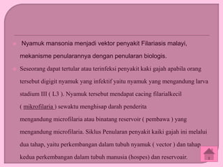  Nyamuk mansonia menjadi vektor penyakit Filariasis malayi,
mekanisme penularannya dengan penularan biologis.
 Seseorang dapat tertular atau terinfeksi penyakit kaki gajah apabila orang
tersebut digigit nyamuk yang infektif yaitu nyamuk yang mengandung larva
stadium III ( L3 ). Nyamuk tersebut mendapat cacing filarialkecil
( mikrofilaria ) sewaktu menghisap darah penderita
mengandung microfilaria atau binatang reservoir ( pembawa ) yang
mengandung microfilaria. Siklus Penularan penyakit kaiki gajah ini melalui
dua tahap, yaitu perkembangan dalam tubuh nyamuk ( vector ) dan tahap
kedua perkembangan dalam tubuh manusia (hospes) dan reservoair.
 