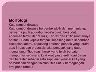  Morfologi
 Kutu rambut dewasa
Kutu rambut dewasa berbentuk pipih dan memanjang,
berwarna putih abu-abu, kepala ovoid bersudut,
abdomen terdiri dari 9 ruas, Thorax dari khitir seomennya
bersatu. Pada kepala tampak sepasang mata sederhana
disebelah lateral, sepasang antenna pendek yang terdiri
atas 5 ruas dan proboscis, alat penusuk yang dapat
memanjang. Tiap ruas thorax yang telah bersatu
mempunyai sepasang kaki kuat yang terdiri dari 5 ruas
dan berakhir sebagai satu sapit menyerupai kait yang
berhadapan dengan tinjolan tibia untuk berpegangan
erat pada rambut.

 