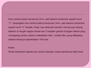  Kutu rambut jantan berukuran 2mm, alat kelamin berbentuk seperti huruf
“V”. Sedangkan kutu rambut betina berukuran 3mm, alat kelamin berbentuk
seperti huruf “V” terbalik. Pada ruas abdomen terakhir mempunyai lubang
kelamin di tengah bagian dorsal dan 2 tonjolan genital di bagian lateral yang
memegang rambut selama melekatkan telur. Jumlah telur yang diletakkan
selama hidupnya diperkirakan 140 butir.
 Nimfa
Nimfa berbentuk seperti kutu rambut dewasa, hanya bentuknya lebih kecil.
 