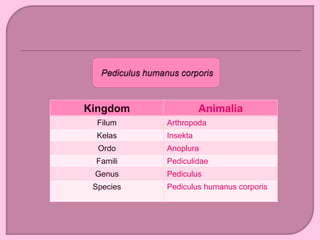 Kingdom Animalia
Filum Arthropoda
Kelas Insekta
Ordo Anoplura
Famili Pediculidae
Genus Pediculus
Species Pediculus humanus corporis
 