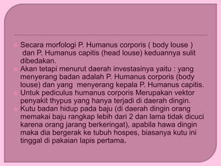  Secara morfologi P. Humanus corporis ( body louse )
dan P. Humanus capitis (head louse) keduannya sulit
dibedakan.
 Akan tetapi menurut daerah investasinya yaitu : yang
menyerang badan adalah P. Humanus corporis (body
louse) dan yang menyerang kepala P. Humanus capitis.
 Untuk pediculus humanus corporis Merupakan vektor
penyakit thypus yang hanya terjadi di daerah dingin.
 Kutu badan hidup pada baju (di daerah dingin orang
memakai baju rangkap lebih dari 2 dan lama tidak dicuci
karena orang jarang berkeringat), apabila hawa dingin
maka dia bergerak ke tubuh hospes, biasanya kutu ini
tinggal di pakaian lapis pertama.
 