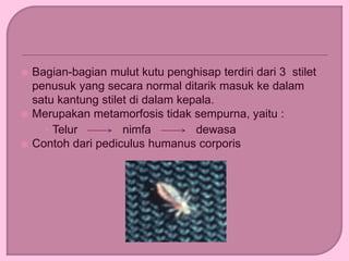  Bagian-bagian mulut kutu penghisap terdiri dari 3 stilet
penusuk yang secara normal ditarik masuk ke dalam
satu kantung stilet di dalam kepala.
 Merupakan metamorfosis tidak sempurna, yaitu :
 Telur nimfa dewasa
 Contoh dari pediculus humanus corporis
 
