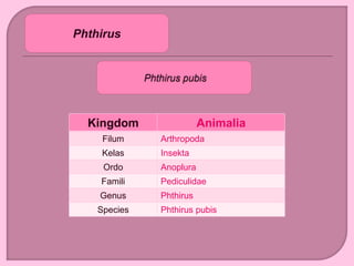 Kingdom Animalia
Filum Arthropoda
Kelas Insekta
Ordo Anoplura
Famili Pediculidae
Genus Phthirus
Species Phthirus pubis
Phthirus
 