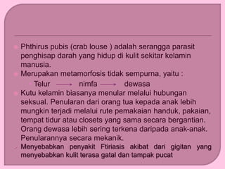  Phthirus pubis (crab louse ) adalah serangga parasit
penghisap darah yang hidup di kulit sekitar kelamin
manusia.
 Merupakan metamorfosis tidak sempurna, yaitu :
 Telur nimfa dewasa
 Kutu kelamin biasanya menular melalui hubungan
seksual. Penularan dari orang tua kepada anak lebih
mungkin terjadi melalui rute pemakaian handuk, pakaian,
tempat tidur atau closets yang sama secara bergantian.
Orang dewasa lebih sering terkena daripada anak-anak.
Penularannya secara mekanik.
 Menyebabkan penyakit Ftiriasis akibat dari gigitan yang
menyebabkan kulit terasa gatal dan tampak pucat
 