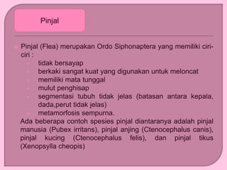  Pinjal (Flea) merupakan Ordo Siphonaptera yang memiliki ciri-
ciri :
 tidak bersayap
 berkaki sangat kuat yang digunakan untuk meloncat
 memiliki mata tunggal
 mulut penghisap
 segmentasi tubuh tidak jelas (batasan antara kepala,
dada,perut tidak jelas)
 metamorfosis sempurna.
Ada beberapa contoh spesies pinjal diantaranya adalah pinjal
manusia (Pubex irritans), pinjal anjing (Ctenocephalus canis),
pinjal kucing (Ctenocephalus felis), dan pinjal tikus
(Xenopsylla cheopis)
Pinjal
 