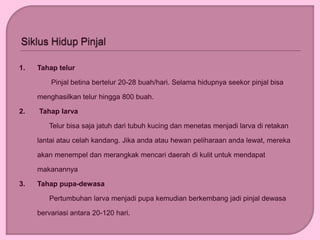 1. Tahap telur
Pinjal betina bertelur 20-28 buah/hari. Selama hidupnya seekor pinjal bisa
menghasilkan telur hingga 800 buah.
2. Tahap larva
Telur bisa saja jatuh dari tubuh kucing dan menetas menjadi larva di retakan
lantai atau celah kandang. Jika anda atau hewan peliharaan anda lewat, mereka
akan menempel dan merangkak mencari daerah di kulit untuk mendapat
makanannya
3. Tahap pupa-dewasa
Pertumbuhan larva menjadi pupa kemudian berkembang jadi pinjal dewasa
bervariasi antara 20-120 hari.
 